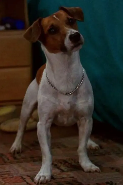 Max