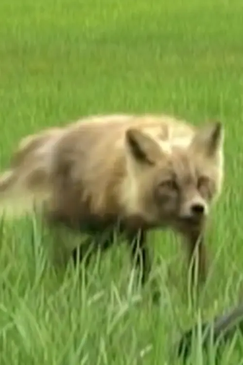 Spirit the Fox