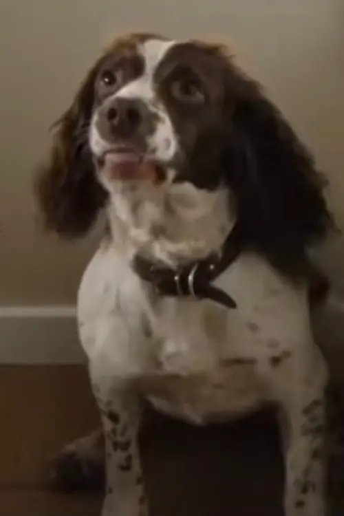 Rosa the Dog