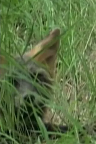 Ghost the Fox