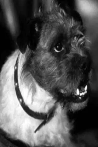 Zero the Dog