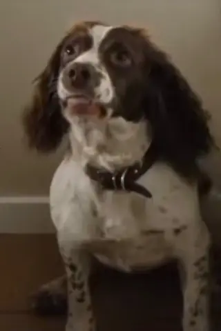 Rosa the Dog