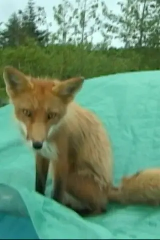 Champion the Fox