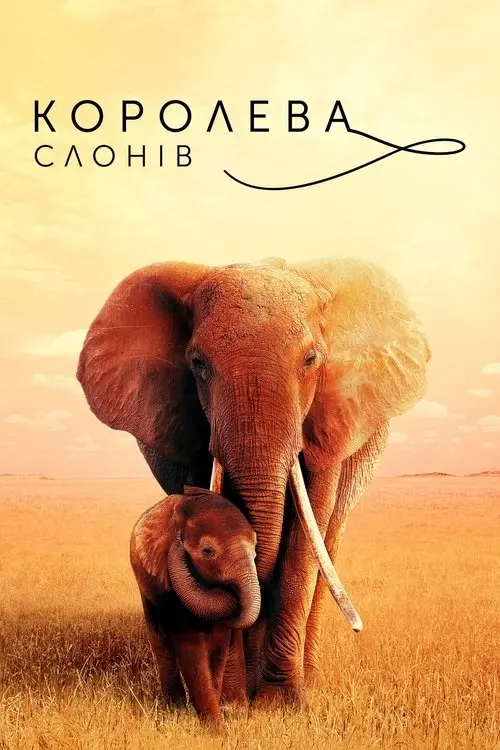 Постер фільму Королева слонів
