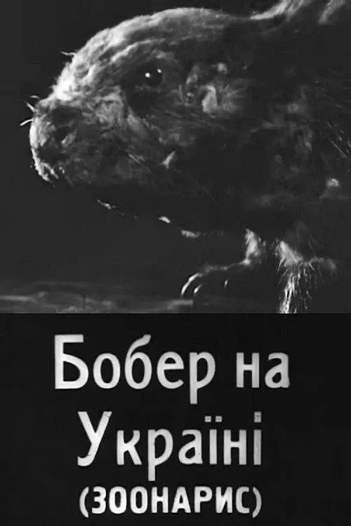 Постер фільму Бобер на Україні