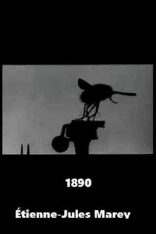 Маленька мушка