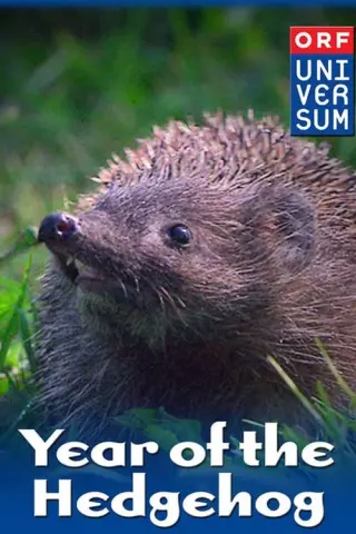 Дивовижні їжаки