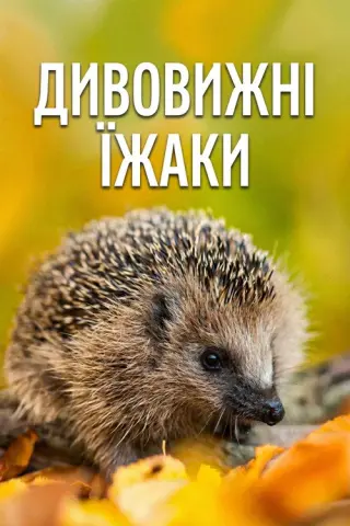Дивовижні їжаки