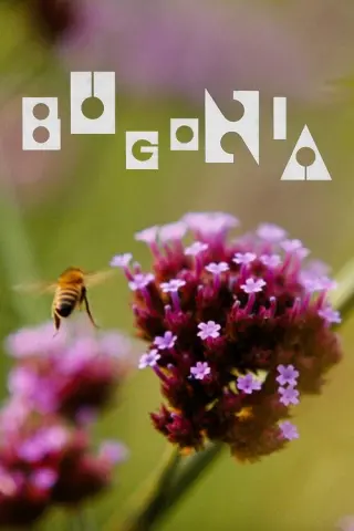 Буґонія